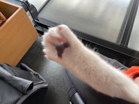 a white cat with its paw up on a person's lap