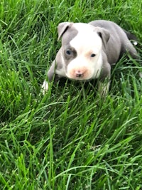 a small grey and white pit bull puppy laying in the grass