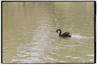 a black swan swimming in a body of water