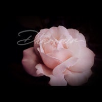 a pink rose in a dark background
