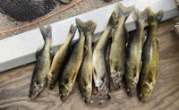 Rainy Lake Fish 