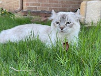 a white cat laying in the grass near a house