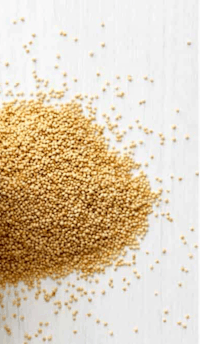 sesame seeds on a white background