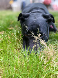 a black dog laying in the grass