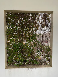 a window with ivy growing out of it