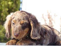 a brown and tan dachshund puppy laying on top of a window