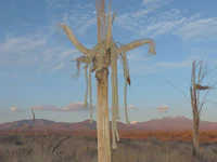 a dead tree in the middle of a desert