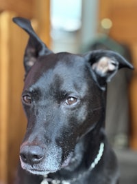 a black dog with a collar looking at the camera