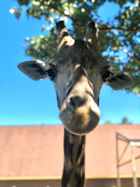 a giraffe in a zoo