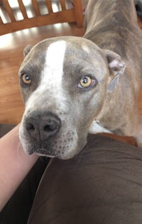 a dog sitting on a person's lap