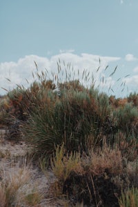 a grassy field with a blue sky in the background