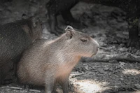 two capybaras standing next to each other