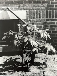 a black and white photo of a plant on a brick wall