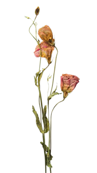 two dried flowers on a stem against a black background