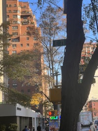 a tree in the middle of a city street