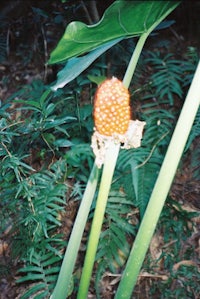 a plant with an orange flower on it