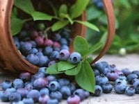 blueberries in a basket on a wooden table