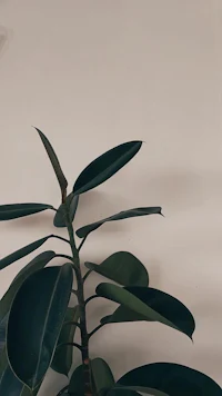 a plant in front of a white wall
