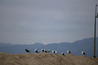 a group of seagulls standing on a sand hill