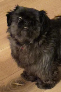 a small black dog standing on a wooden floor