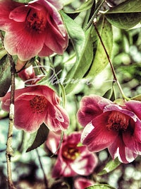 the flowers are pink