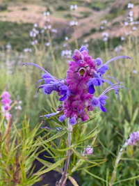 a purple flower in a field with mountains in the background