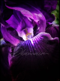 purple iris in the dark