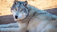 a gray wolf is laying down in the dirt