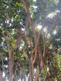 the top of a tree with many branches