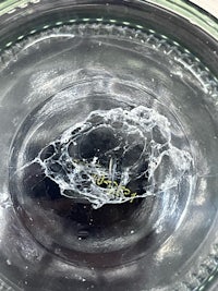 a glass bowl with a spider in it