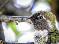 a hummingbird is sitting on a branch