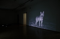 a projection of a wolf in a dark room