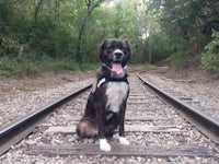 a dog sits on a train track in the woods