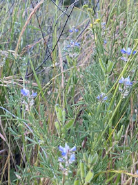 a bunch of blue flowers growing in a field