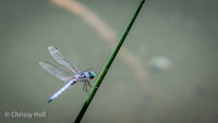 a blue dragonfly perched on a green stem