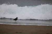 a bird standing on the sand