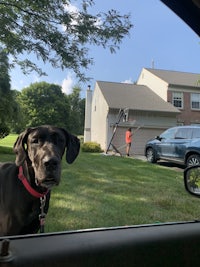 a black dog looking out the window of a car