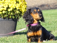 a black and tan dachshund with a pink leash sitting in the grass