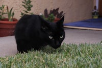 a black cat walking in the grass