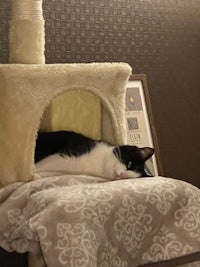 a black and white cat laying on top of a scratching post