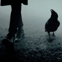 a crow is standing next to a person's feet in the fog