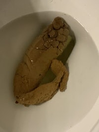 an octopus in a toilet bowl