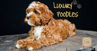a brown and white dog with the words luxury poodles