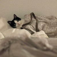 a black and white cat laying on a blanket