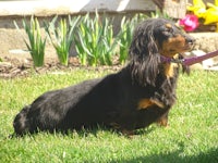 a black and tan dachshund on a leash