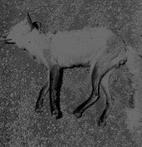 a black and white photo of a dead fox