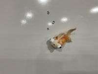 a koi fish sitting on top of a white wall