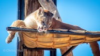 a mountain lion laying on a wooden chair