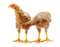 two chickens standing next to each other on a white background