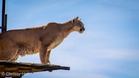 a mountain lion standing on top of a fence